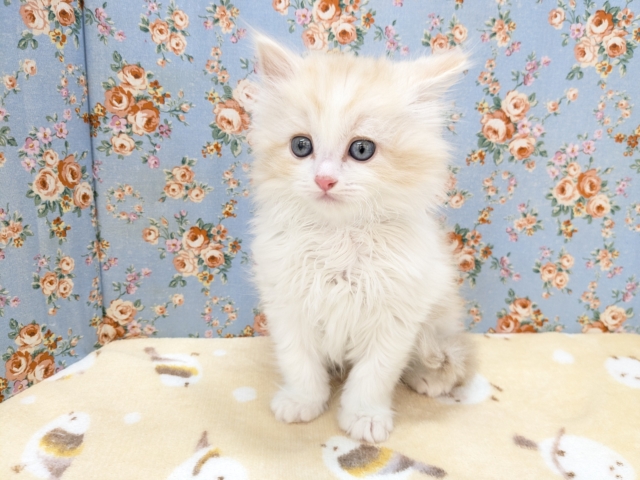 プリティー美男子💙　ラガマフィンの男のコ　2026/2/6撮影