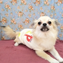 ワイルドボーイ参上💙✨　ロングコートチワワの男のコ　2026/2/8撮影