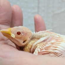 透明感のあるルビーアイ❤️がきれいな文鳥ヒナさん来ましたよ〜アルビノ文鳥