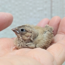 サクサククッキー🍪カラーなキンカ鳥ヒナさんいますよ〜フォーン