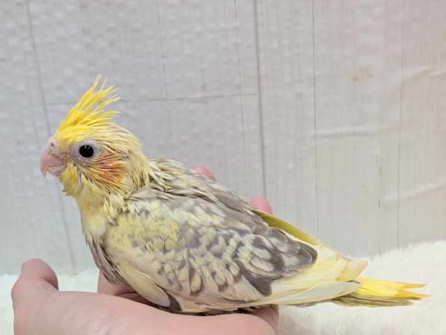 オカメインコ