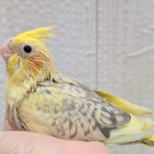 クリクリお目々が可愛い💛オカメインコヒナさんシナモンパールパイド