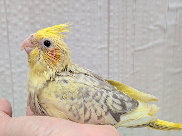 クリクリお目々が可愛い💛オカメインコヒナさんシナモンパールパイド
