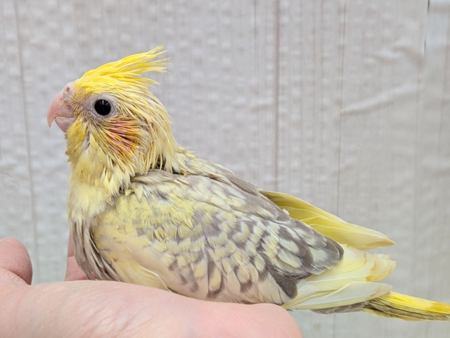 オカメインコ
