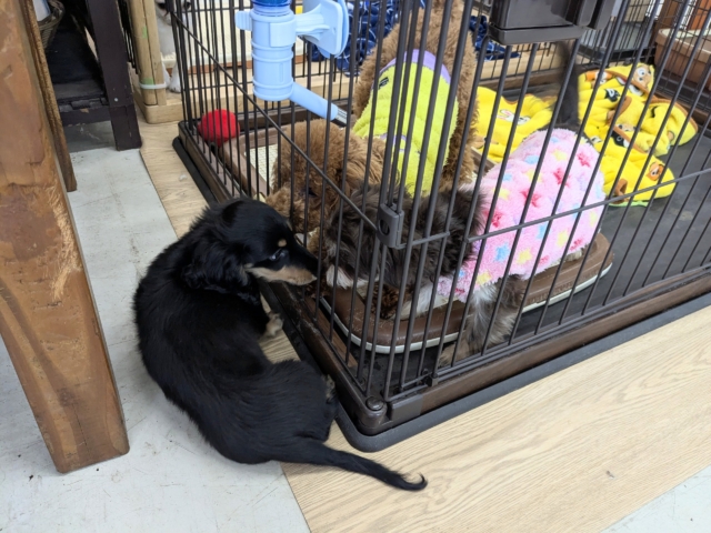 ミニチュアダックス