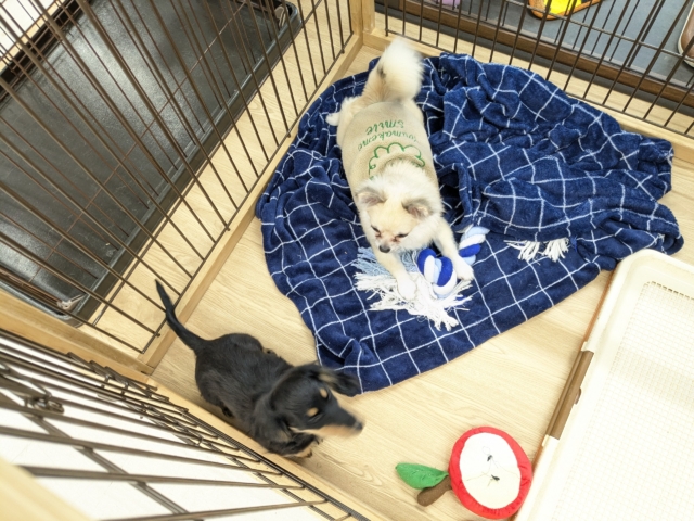 ミニチュアダックス