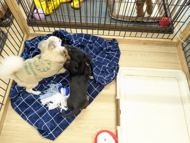 ミニチュアダックス