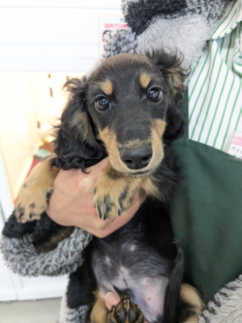 最新画像更新！！最上級にかわいいの💗　ミニチュアダックスの男のコ　2026/2/8撮影