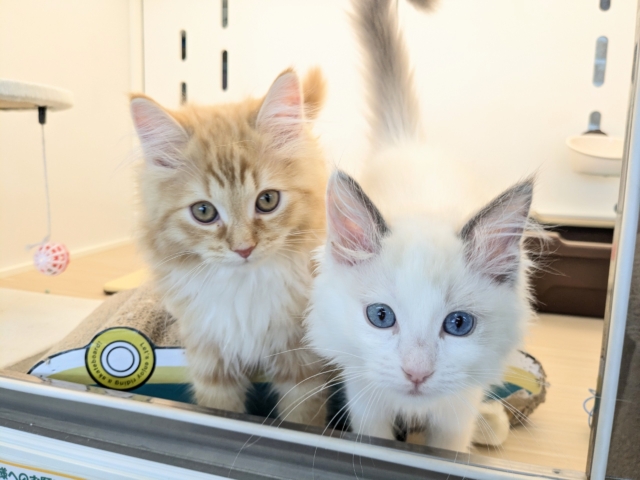 最新画像更新!!天使が舞い降りた👼✨ ラグドールの女のコ 2026/2/8撮影 ラグドール