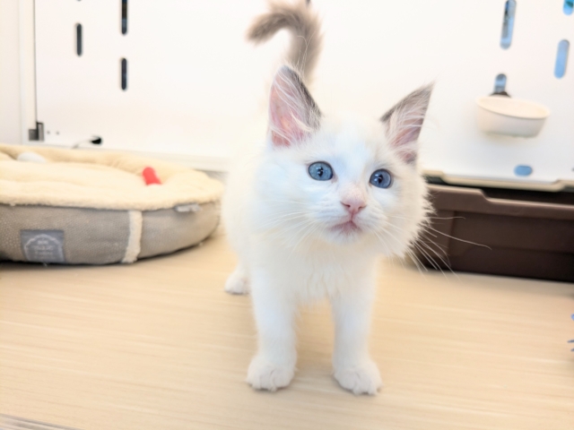 最新画像更新!!天使が舞い降りた👼✨ ラグドールの女のコ 2026/2/8撮影 ラグドール