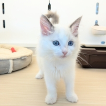 最新画像更新！！天使が舞い降りた👼✨　ラグドールの女のコ　2026/2/8撮影