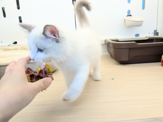 最新画像更新!!天使が舞い降りた👼✨ ラグドールの女のコ 2026/2/8撮影 ラグドール