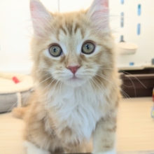 最新画像更新！！NON STOPスリスリ💗　サイベリアンの男のコ　2026/2/8撮影