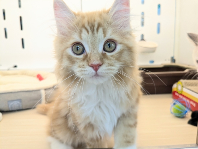 最新画像更新！！NON STOPスリスリ💗　サイベリアンの男のコ　2026/2/8撮影