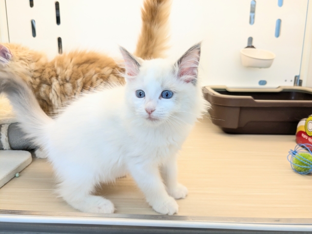 最新画像更新!!天使が舞い降りた👼✨ ラグドールの女のコ 2026/2/8撮影 ラグドール