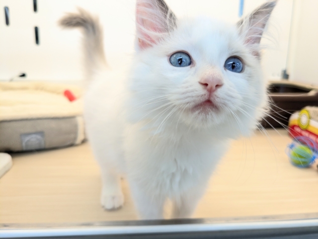 最新画像更新!!天使が舞い降りた👼✨ ラグドールの女のコ 2026/2/8撮影 ラグドール