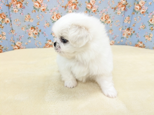 ゴマフアザラシの赤ちゃん? ハーフ犬(チワワ×ペキニーズ)の男のコ 2026/2/11撮影 ペキチワ(ペキチー、チワペキ)