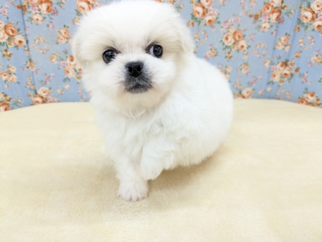 ゴマフアザラシの赤ちゃん? ハーフ犬(チワワ×ペキニーズ)の男のコ 2026/2/11撮影 ペキチワ(ペキチー、チワペキ)