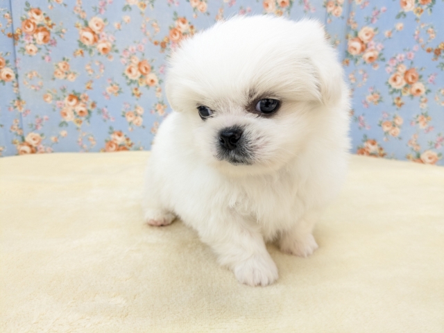 ゴマフアザラシの赤ちゃん? ハーフ犬(チワワ×ペキニーズ)の男のコ 2026/2/11撮影 ペキチワ(ペキチー、チワペキ)