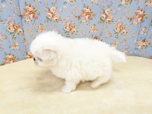 ゴマフアザラシの赤ちゃん? ハーフ犬(チワワ×ペキニーズ)の男のコ 2026/2/11撮影 ペキチワ(ペキチー、チワペキ)