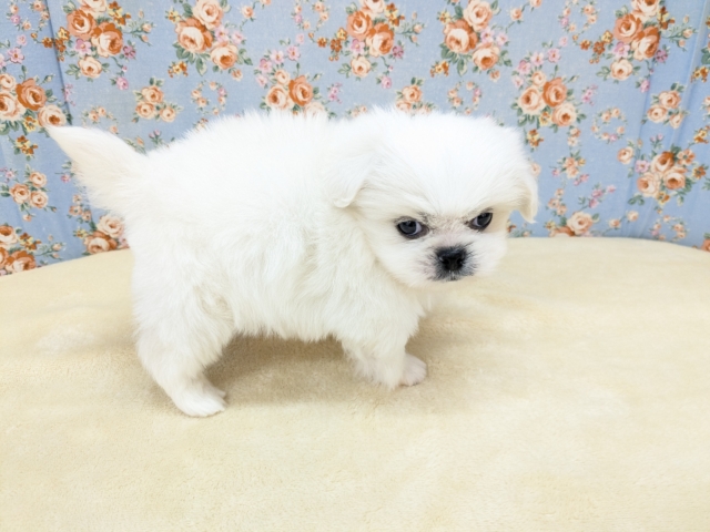 ゴマフアザラシの赤ちゃん? ハーフ犬(チワワ×ペキニーズ)の男のコ 2026/2/11撮影 ペキチワ(ペキチー、チワペキ)