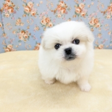 ゴマフアザラシの赤ちゃん？　ハーフ犬（チワワ×ペキニーズ）の男のコ　2026/2/11撮影