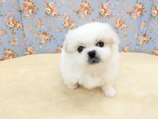 ゴマフアザラシの赤ちゃん? ハーフ犬(チワワ×ペキニーズ)の男のコ 2026/2/11撮影 ゴマフアザラシの赤ちゃん? ハーフ犬(チワワ×ペキニーズ)の男のコ 2026/2/11撮影