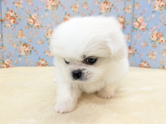 ゴマフアザラシの赤ちゃん? ハーフ犬(チワワ×ペキニーズ)の男のコ 2026/2/11撮影 ペキチワ(ペキチー、チワペキ)