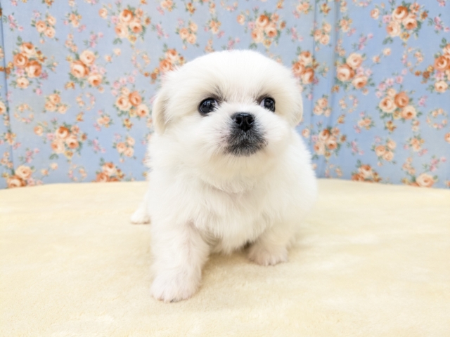 ゴマフアザラシの赤ちゃん? ハーフ犬(チワワ×ペキニーズ)の男のコ 2026/2/11撮影 ペキチワ(ペキチー、チワペキ)