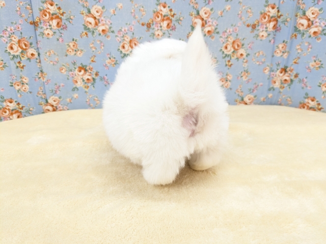 ゴマフアザラシの赤ちゃん? ハーフ犬(チワワ×ペキニーズ)の男のコ 2026/2/11撮影 ペキチワ(ペキチー、チワペキ)