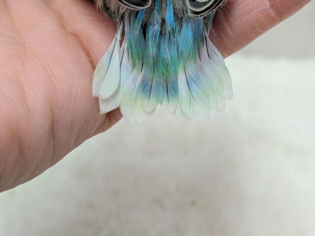 コザクラインコ（小桜インコ）