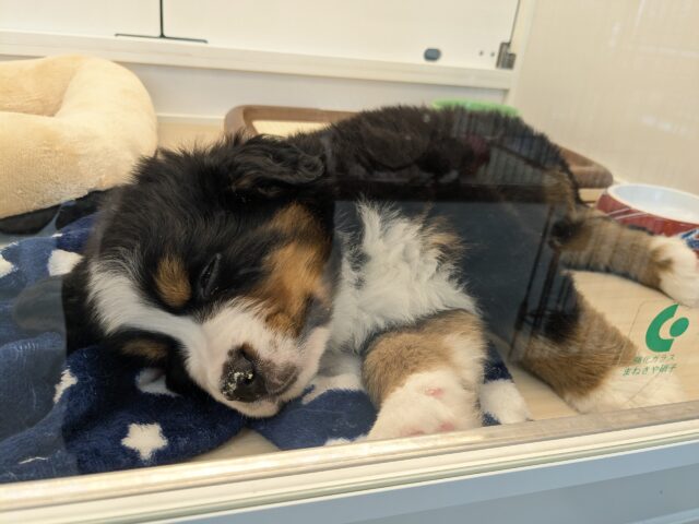 バーニーズマウンテンドッグ