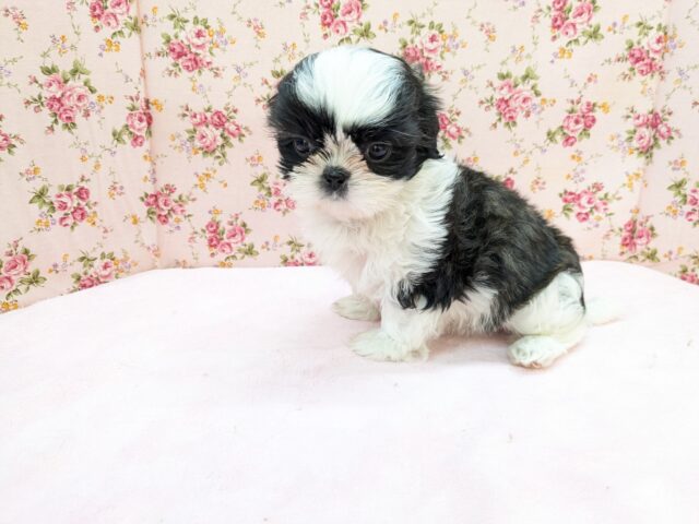 パーフェクトガール参上💗 シーズーの女のコ 2026/2/18撮影 シーズー