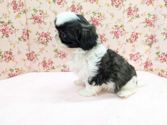 パーフェクトガール参上💗 シーズーの女のコ 2026/2/18撮影 シーズー