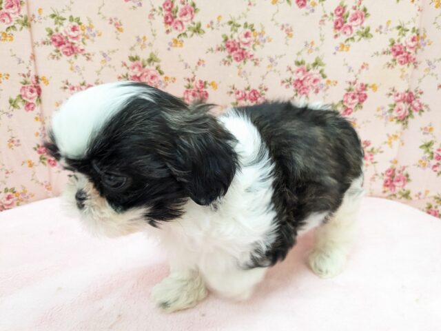 パーフェクトガール参上💗 シーズーの女のコ 2026/2/18撮影 シーズー