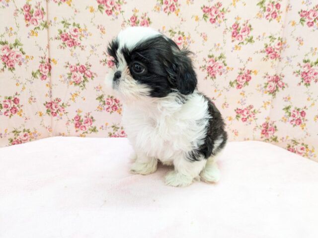 パーフェクトガール参上💗 シーズーの女のコ 2026/2/18撮影 シーズー