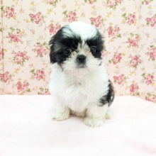 パーフェクトガール参上💗　シーズーの女のコ　2026/2/18撮影