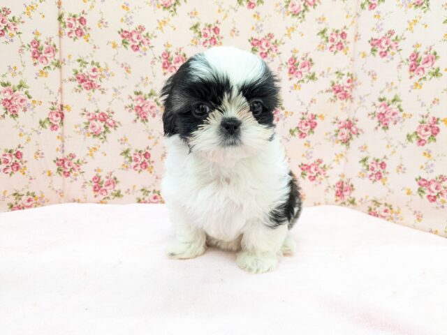 パーフェクトガール参上💗 シーズーの女のコ 2026/2/18撮影 シーズー