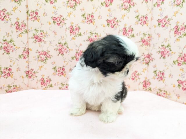 パーフェクトガール参上💗 シーズーの女のコ 2026/2/18撮影 シーズー