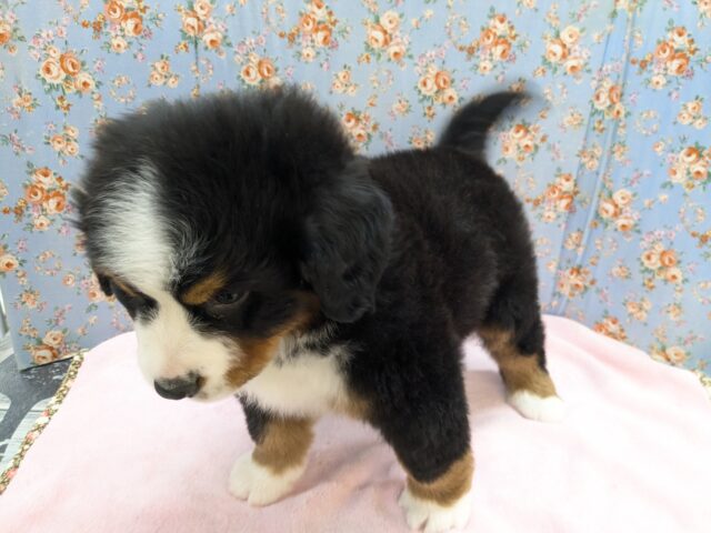 バーニーズマウンテンドッグ