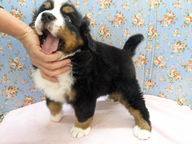 バーニーズマウンテンドッグ