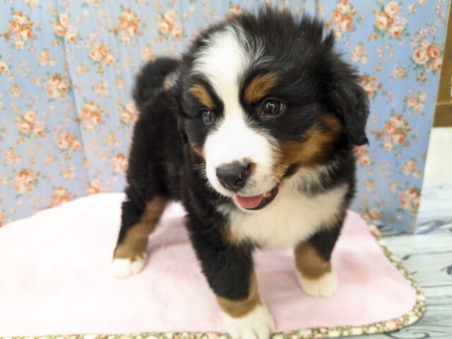 バーニーズマウンテンドッグ