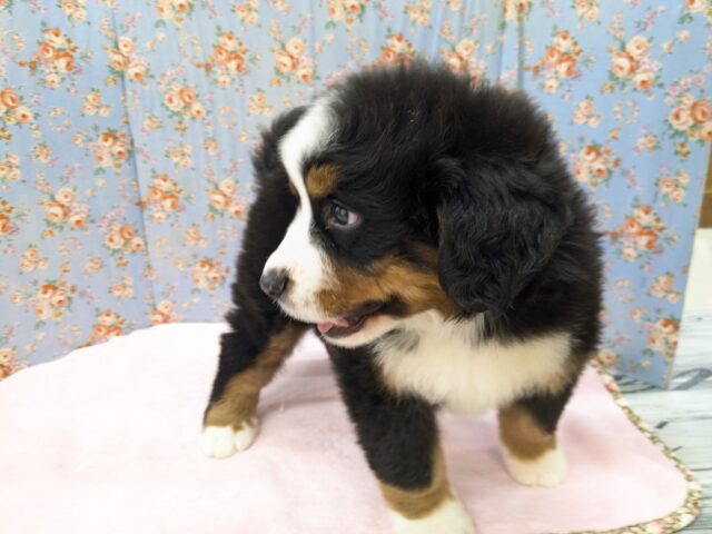 バーニーズマウンテンドッグ