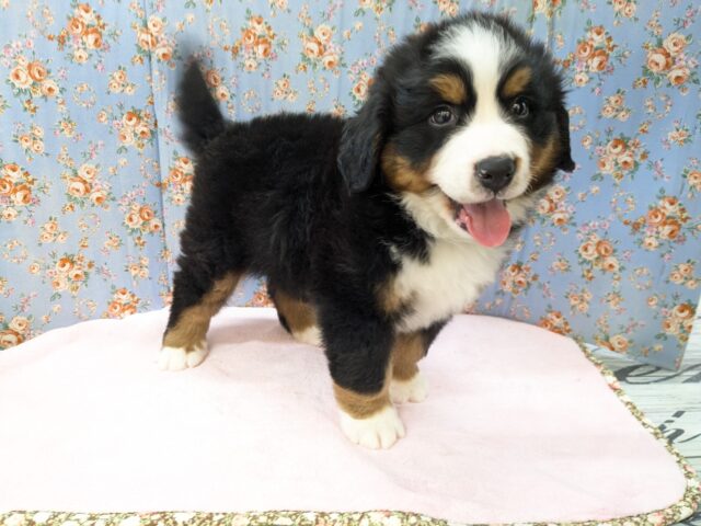 バーニーズマウンテンドッグ