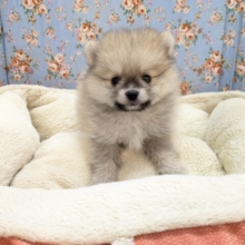 キュンキュン💖みんな好きになっちゃう💖　ポメラニアンの男のコ　2026/2/24撮影