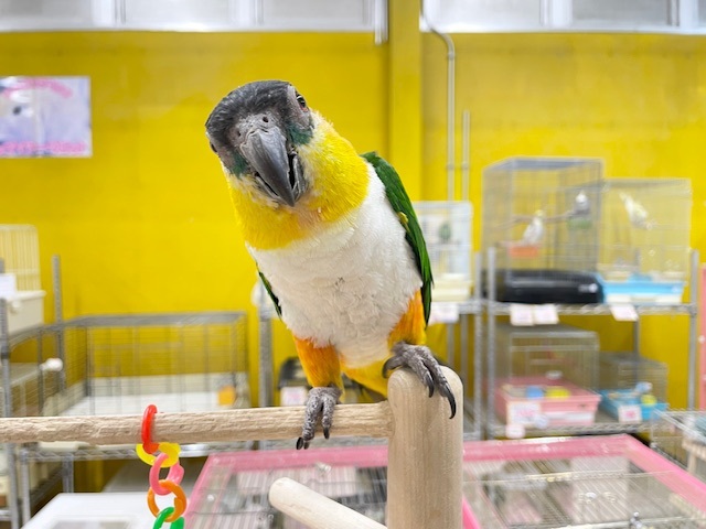 甘ったれワクワクちゃん♪♪ ズグロシロハラインコ 甘ったれワクワクちゃん♪♪ ズグロシロハラインコ