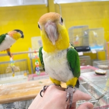 インコ界のエンターテイナー⁉⁉🔥🔥🔥　シロハラインコ