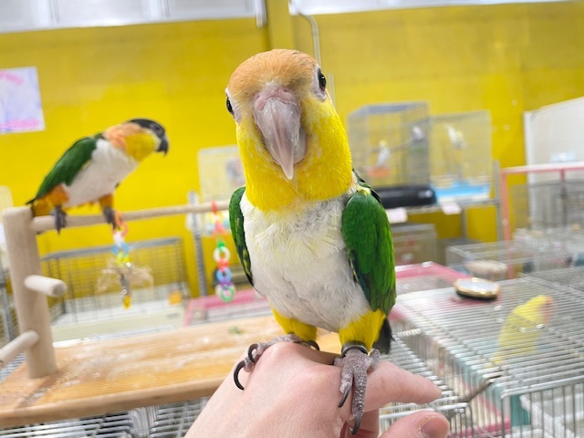 インコ界のエンターテイナー⁉⁉🔥🔥🔥 シロハラインコ インコ界のエンターテイナー⁉⁉🔥🔥🔥 シロハラインコ