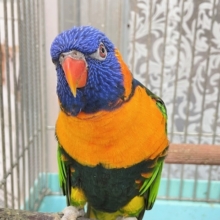 ボール遊び大得意です！　アカエリゴシキセイガイインコ　