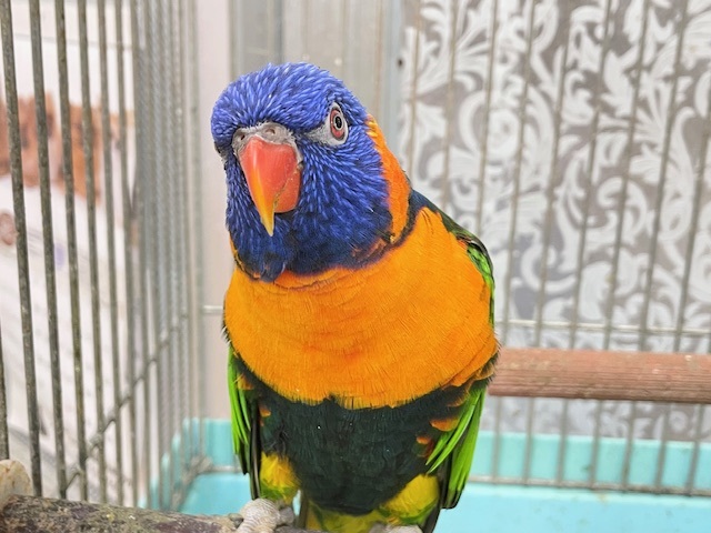 ボール遊び大得意です! アカエリゴシキセイガイインコ ボール遊び大得意です! アカエリゴシキセイガイインコ